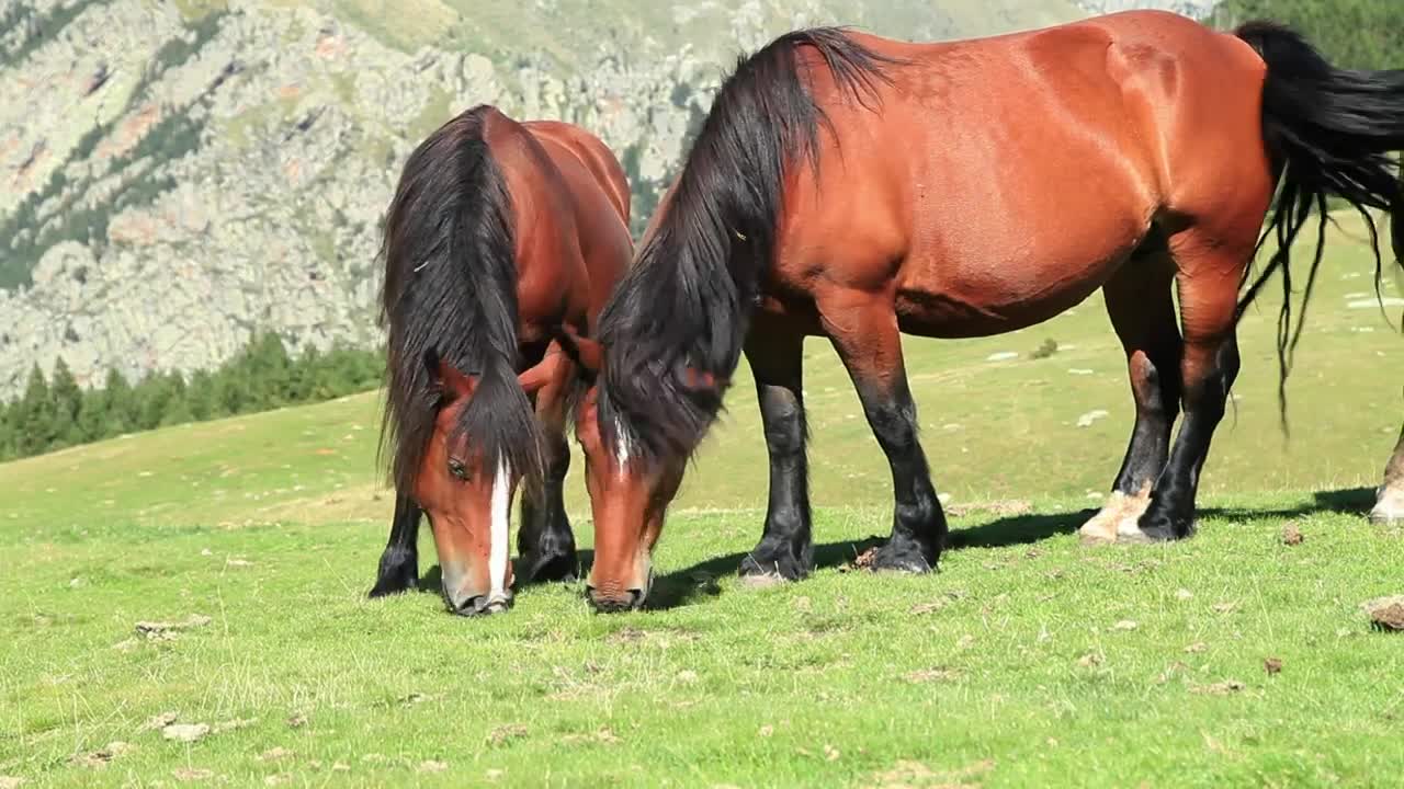 Free Stock Video Two Horses Feeding On Grass On A Hill Live Wallpaper