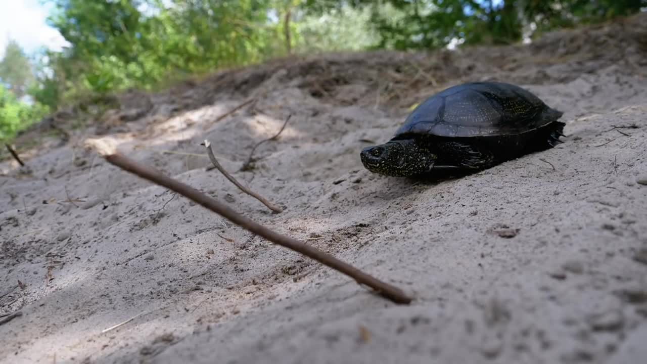 Free Stock Video Turtle Walks Towards The Sea On The Beach Live Wallpaper