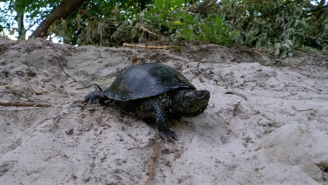 Free Stock Video Turtle Walking On The Sand Near The Beach Live Wallpaper