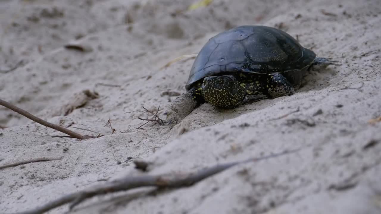 Free Stock Video Turtle Walking On The Beach Slowly Live Wallpaper