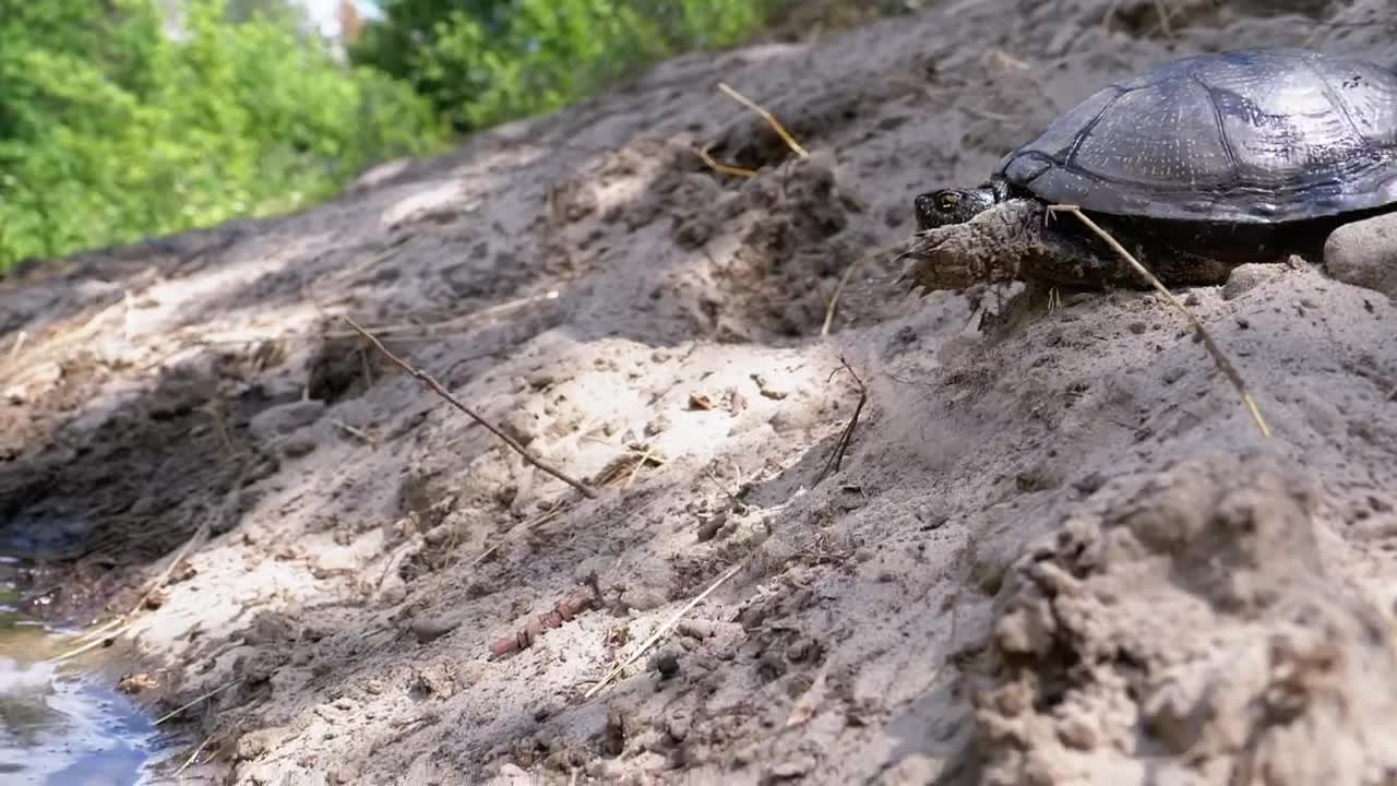 Free Stock Video Turtle Getting Into A River Live Wallpaper