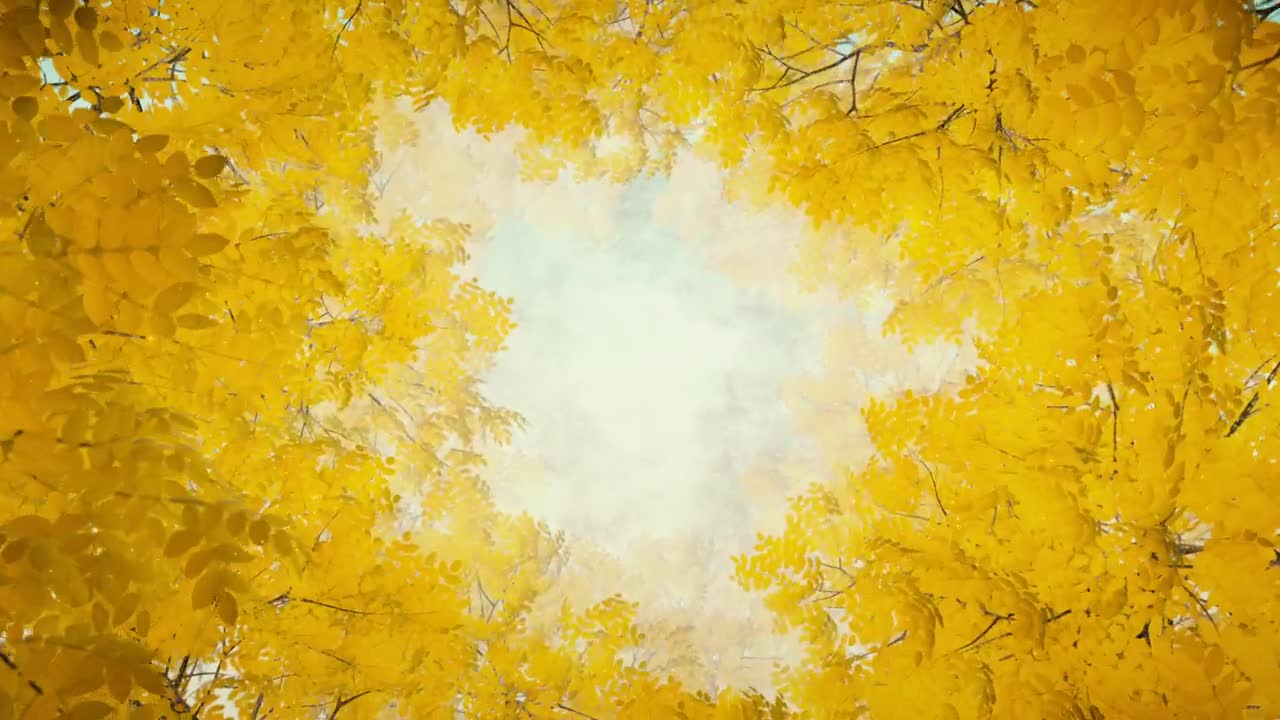 Free Stock Video Tunnel Of Yellow Leaves Of Trees In Autumn Live Wallpaper