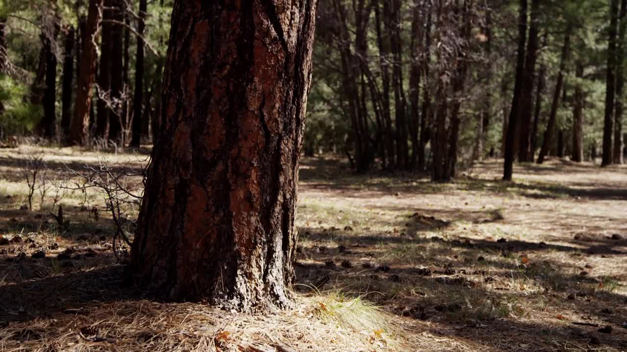 Free Stock Video Trunk Of A Pine In A Forest Live Wallpaper