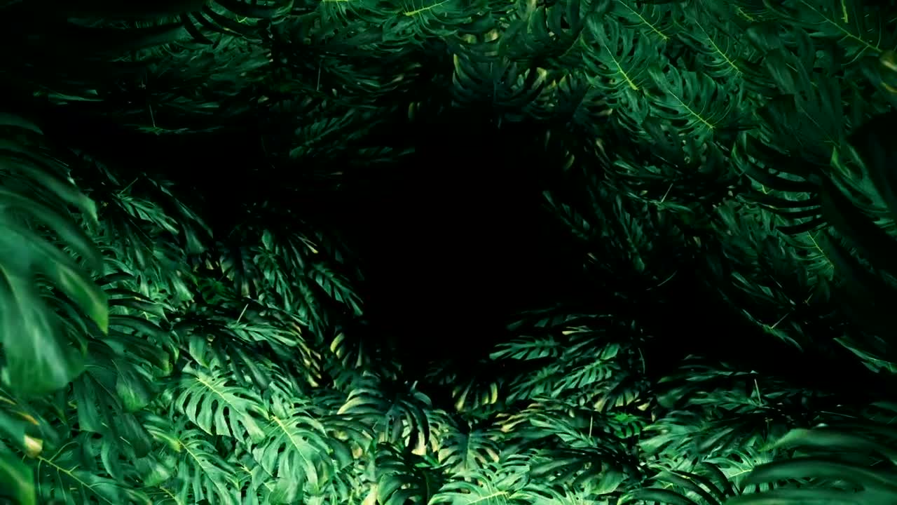 Free Stock Video Tropical Tree Leaves Title Video Live Wallpaper