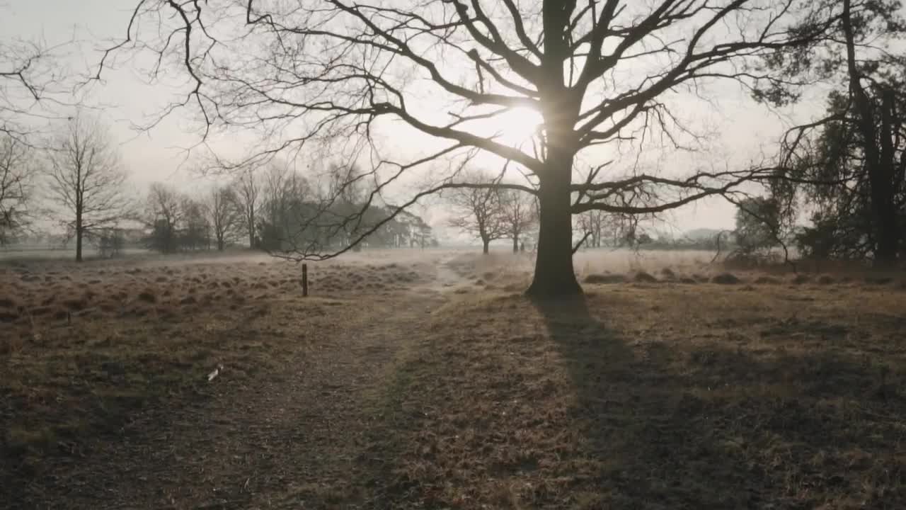 Free Stock Video Trees With No Leaves Live Wallpaper