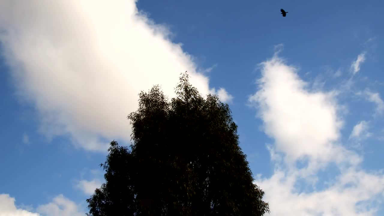 Free Stock Video Tree Wind And Clouds In The Blue Sky Live Wallpaper