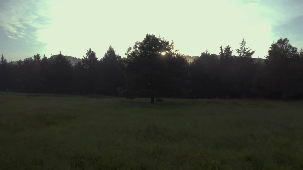 Free Stock Video Tree On A Meadow In A Cloud Forest At Sunrise Live Wallpaper