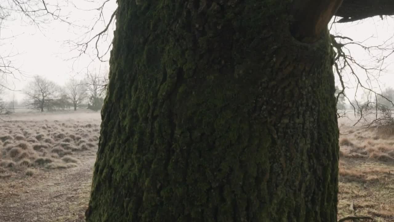 Free Stock Video Tree In A Dry Forest Live Wallpaper