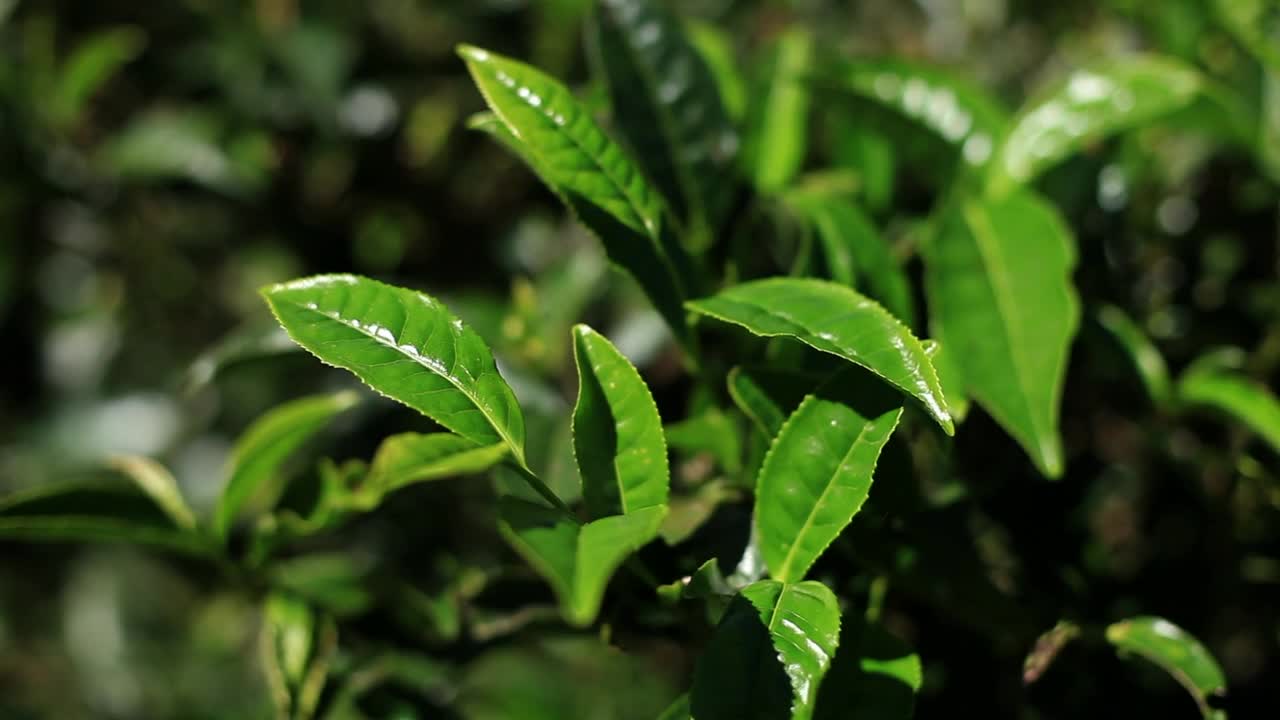 Free Stock Video Tree Green Leaves Texture Close Up Live Wallpaper