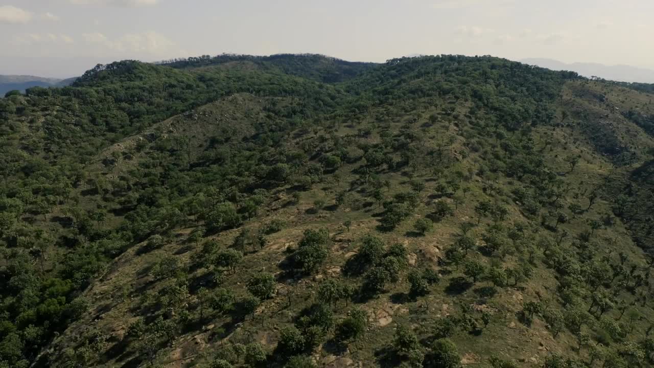 Free Stock Video Tree Covered Mountains Live Wallpaper