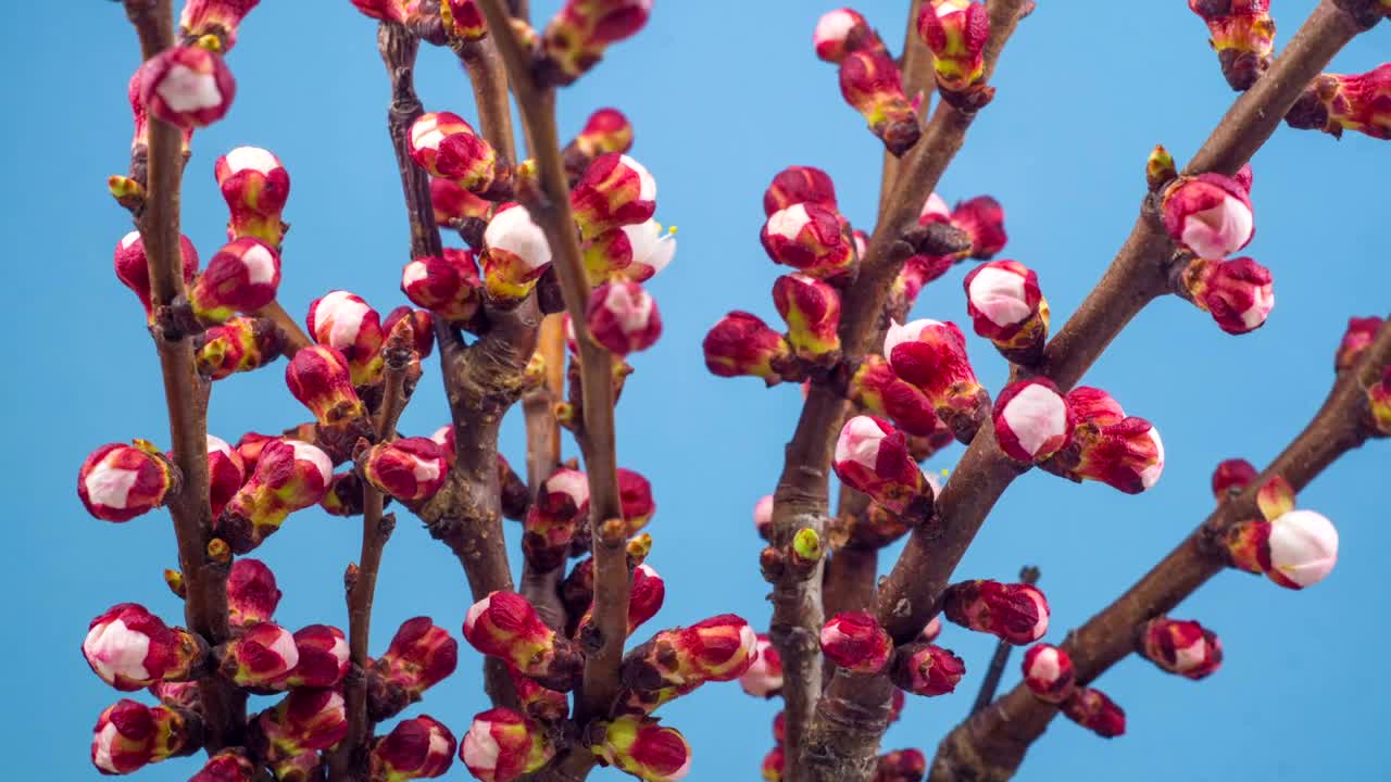 Free Stock Video Tree Branches With Flowers Slowly Blooming Live Wallpaper