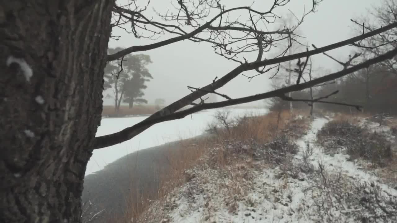 Free Stock Video Tree Branches In A Forest During Winter Live Wallpaper