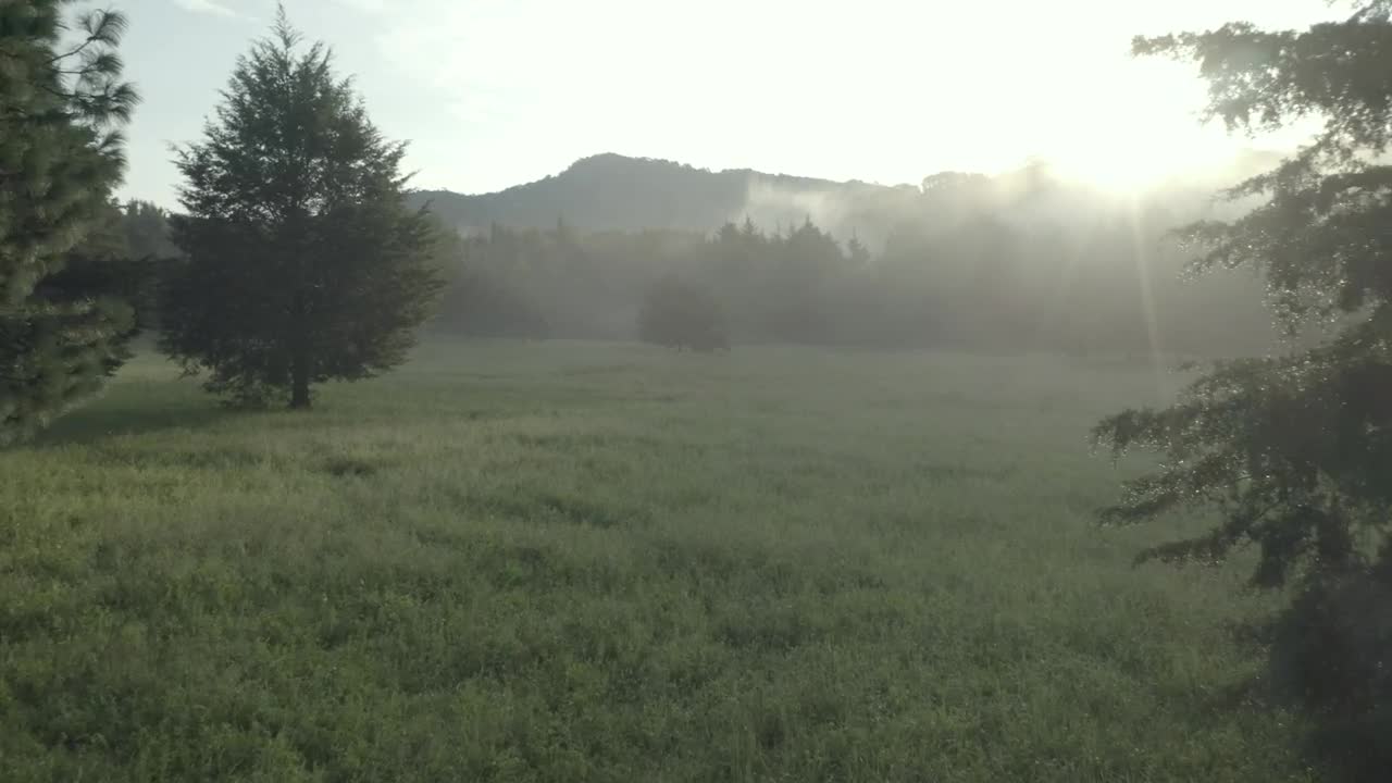 Free Stock Video Tree At The Center Of A Meadow In A Cloud Live Wallpaper