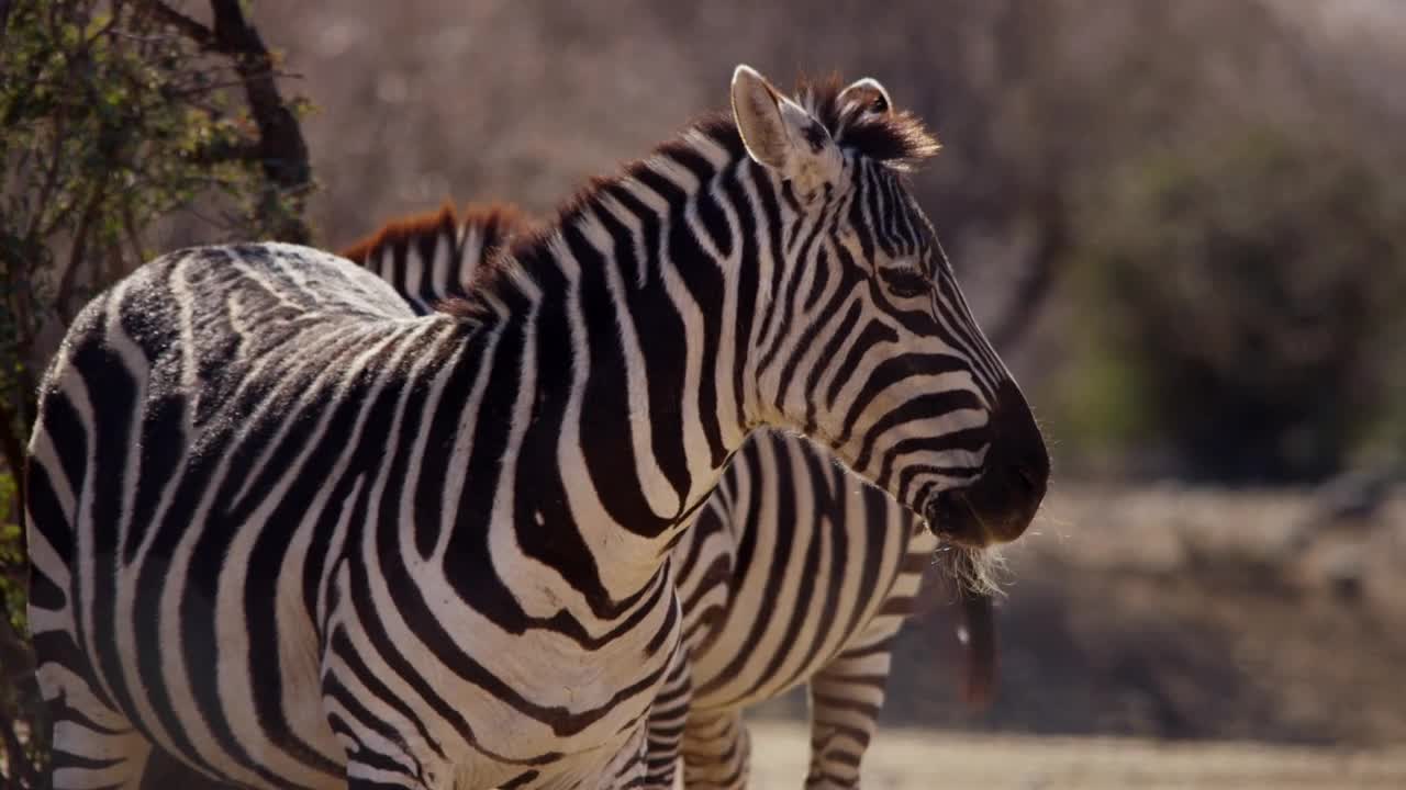 Free Stock Video Zebras Sunbathing In The Desert Live Wallpaper