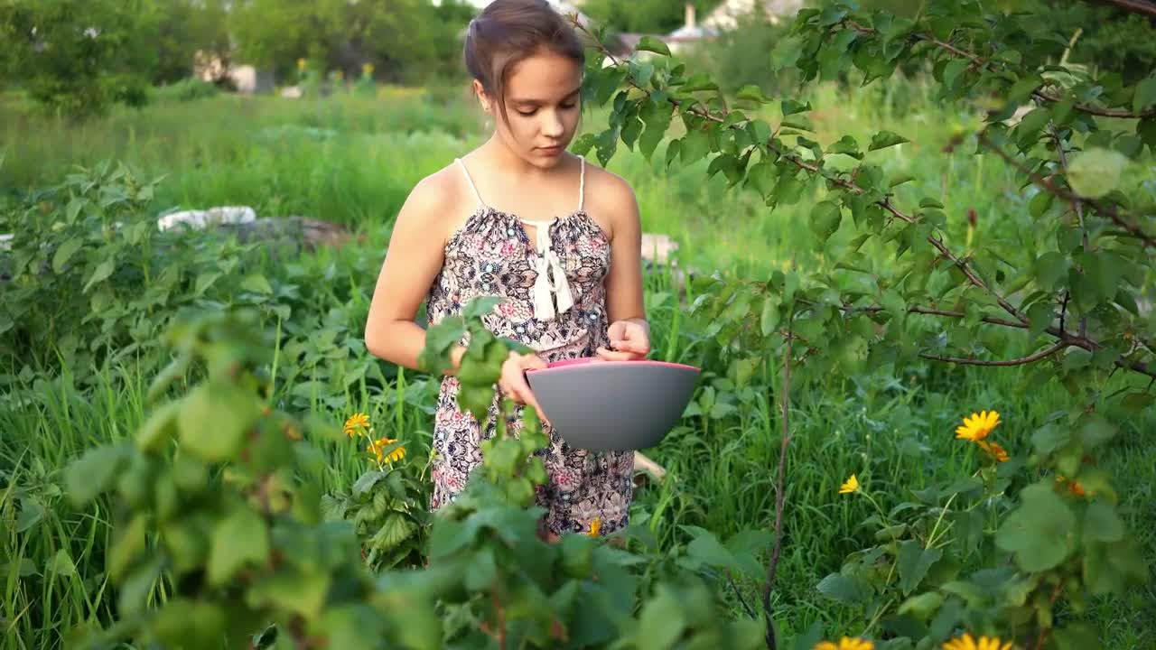 Free Stock Video Young Woman Picking Berries In The Field Live Wallpaper