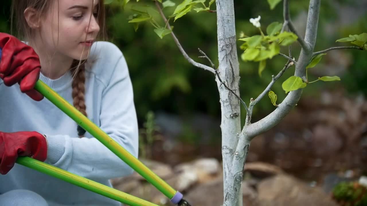 Free Stock Video Young Woman Cutting The Branch Of A Small Tree Live Wallpaper