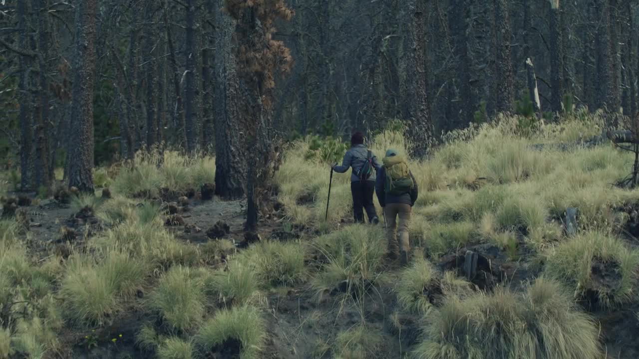 Free Stock Video Young People Walking Through A Forest Live Wallpaper