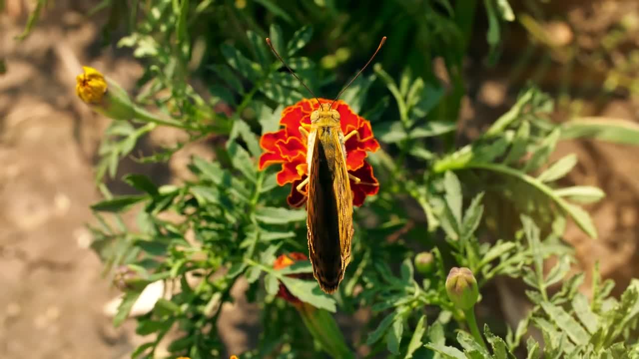 Free Stock Video Yellow Butterfly On A Flower Live Wallpaper