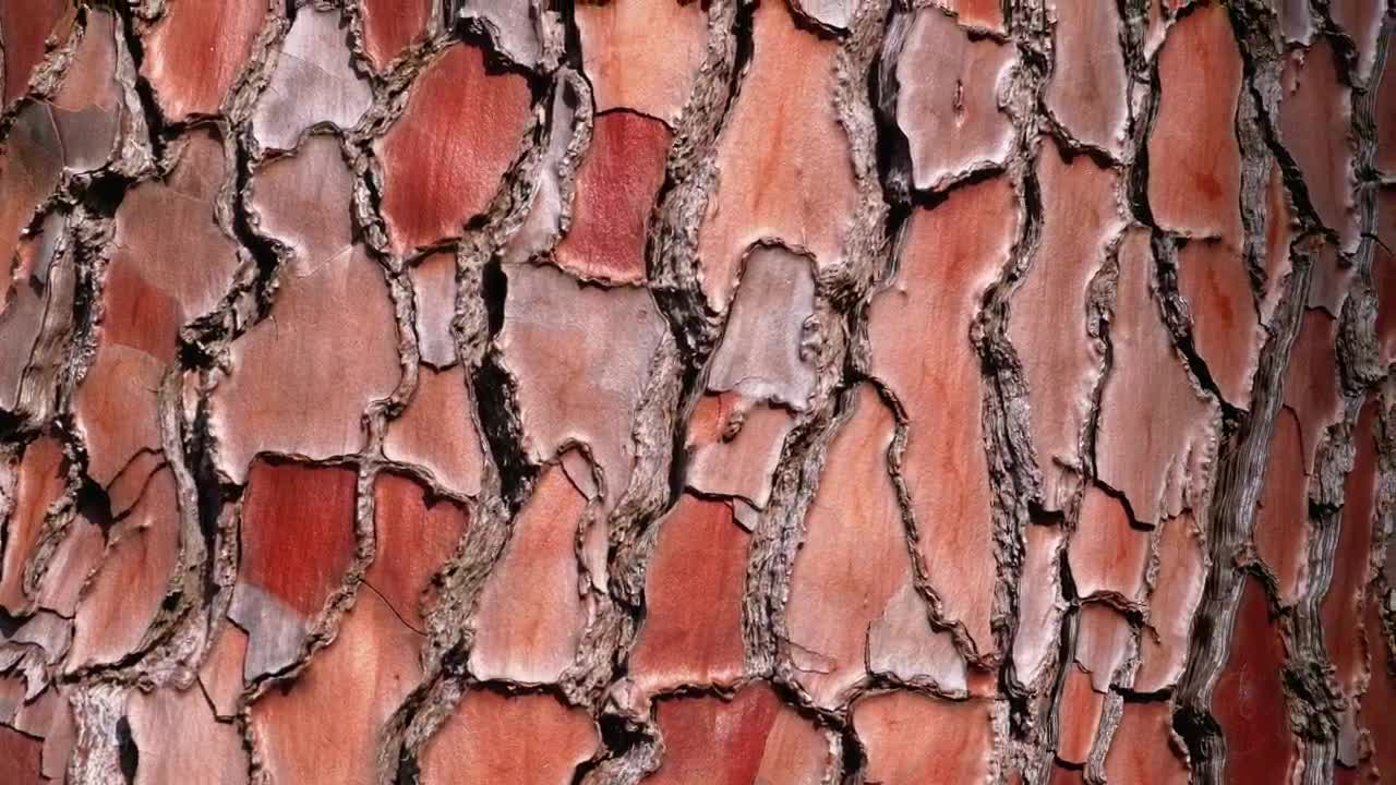 Free Stock Video Wood Texture Of A Log In The Forest Live Wallpaper