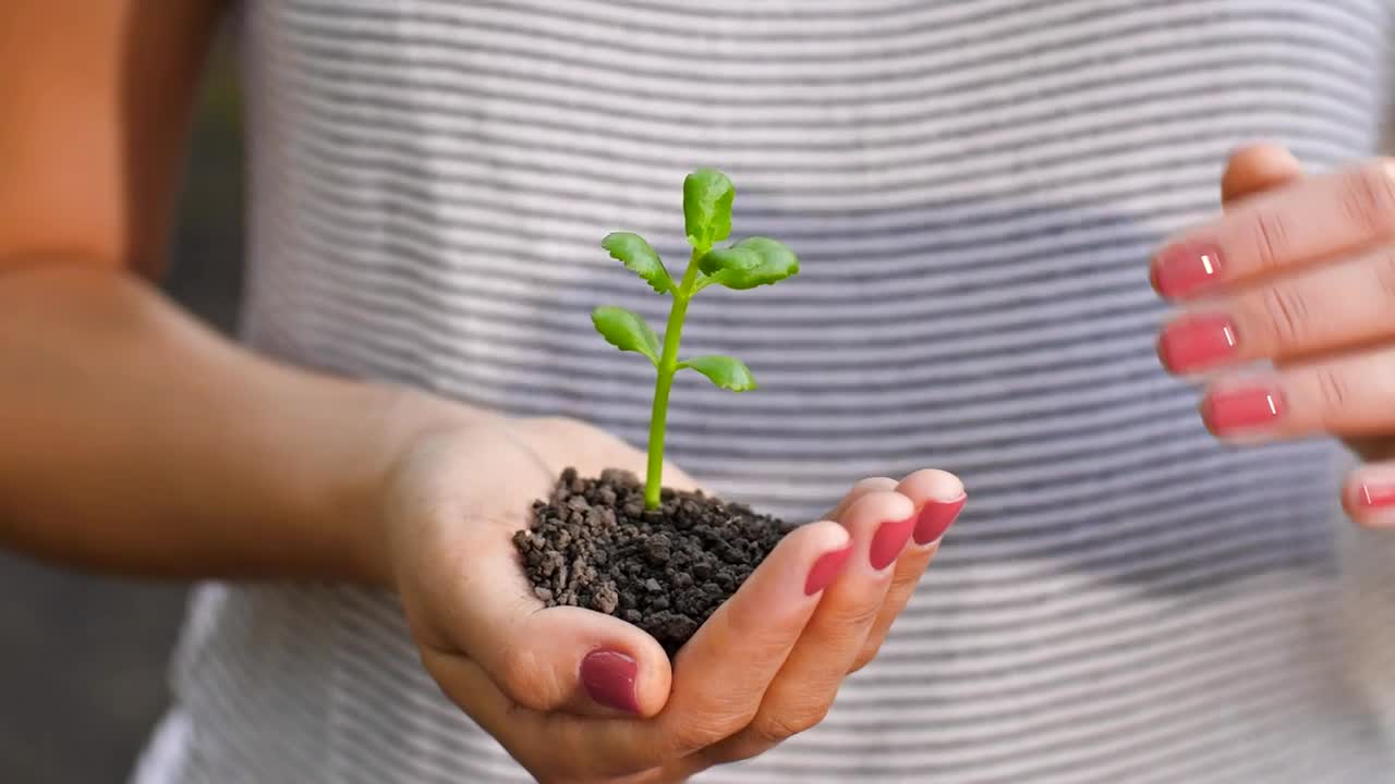 Free Stock Video Womans Hands Covering A Small Plant Live Wallpaper