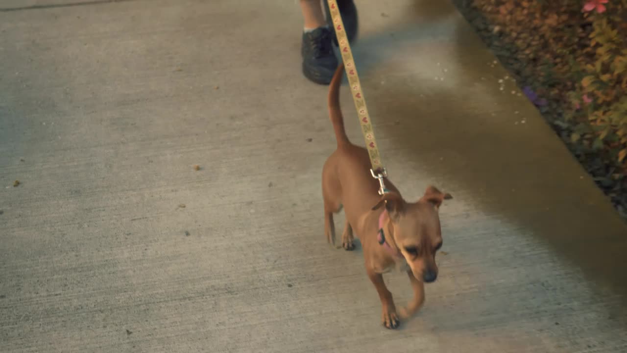 Free Stock Video Woman Wearing Mask With Her Dog In The Street Live Wallpaper