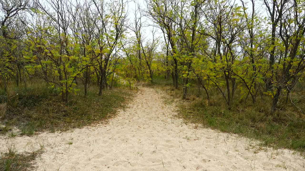Free Stock Video Woman Walking Through A Sandy Forest Live Wallpaper