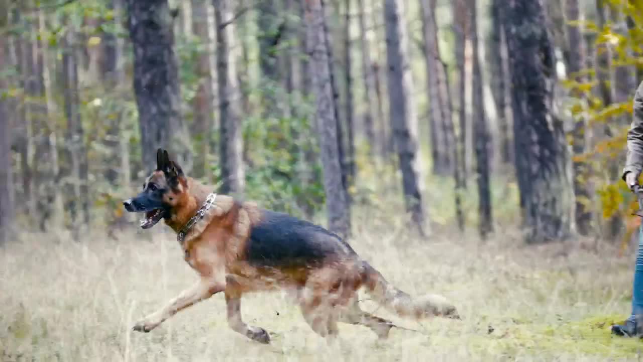Free Stock Video Woman Throwing A Stick At Her Dog In The Woods Live Wallpaper
