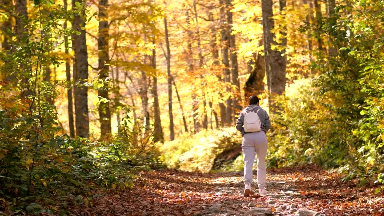 Free Stock Video Woman Taking A Walk In The Autumnal Forest Live Wallpaper