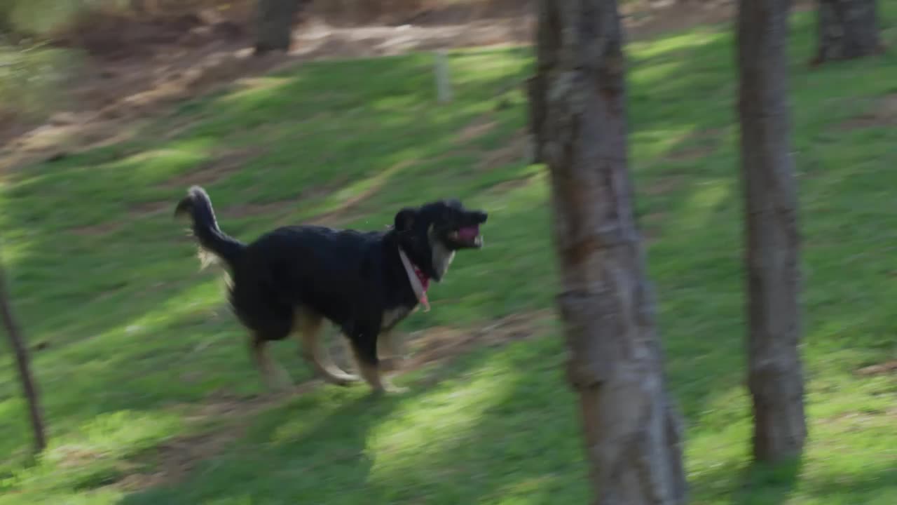 Free Stock Video Woman Playing Ball With A Dog Live Wallpaper