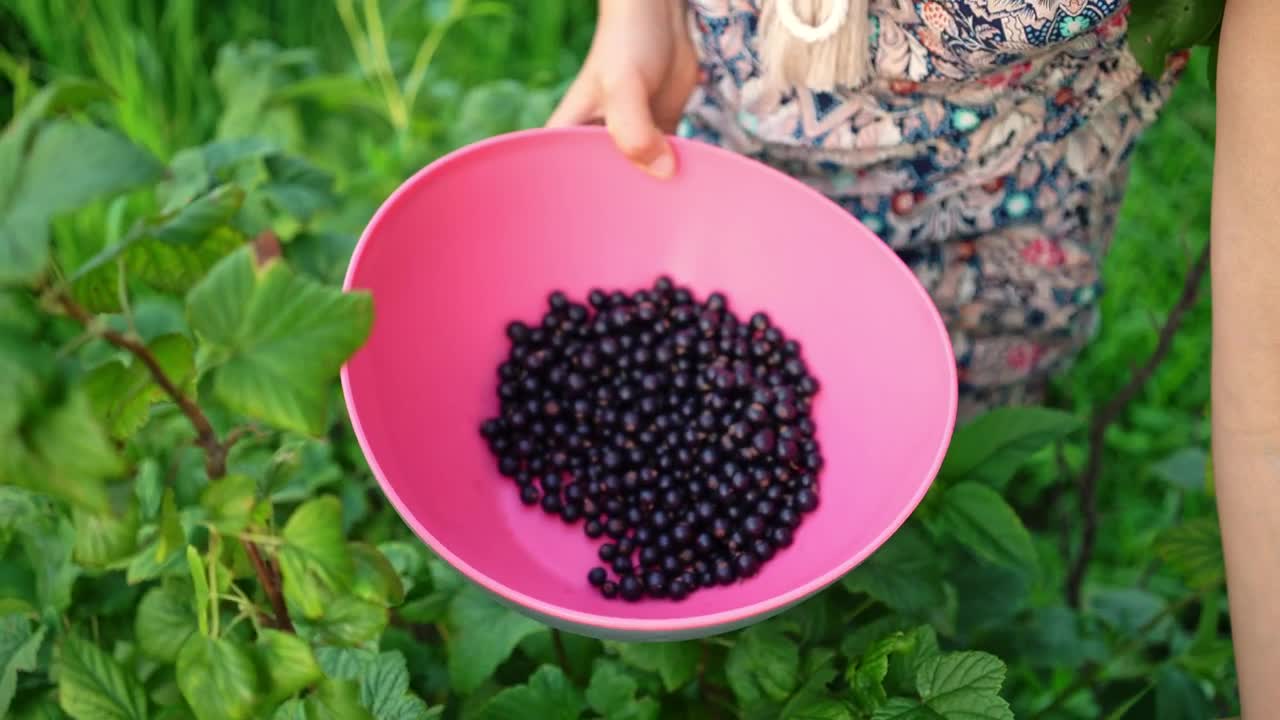 Free Stock Video Woman Picking Currant Berries Live Wallpaper