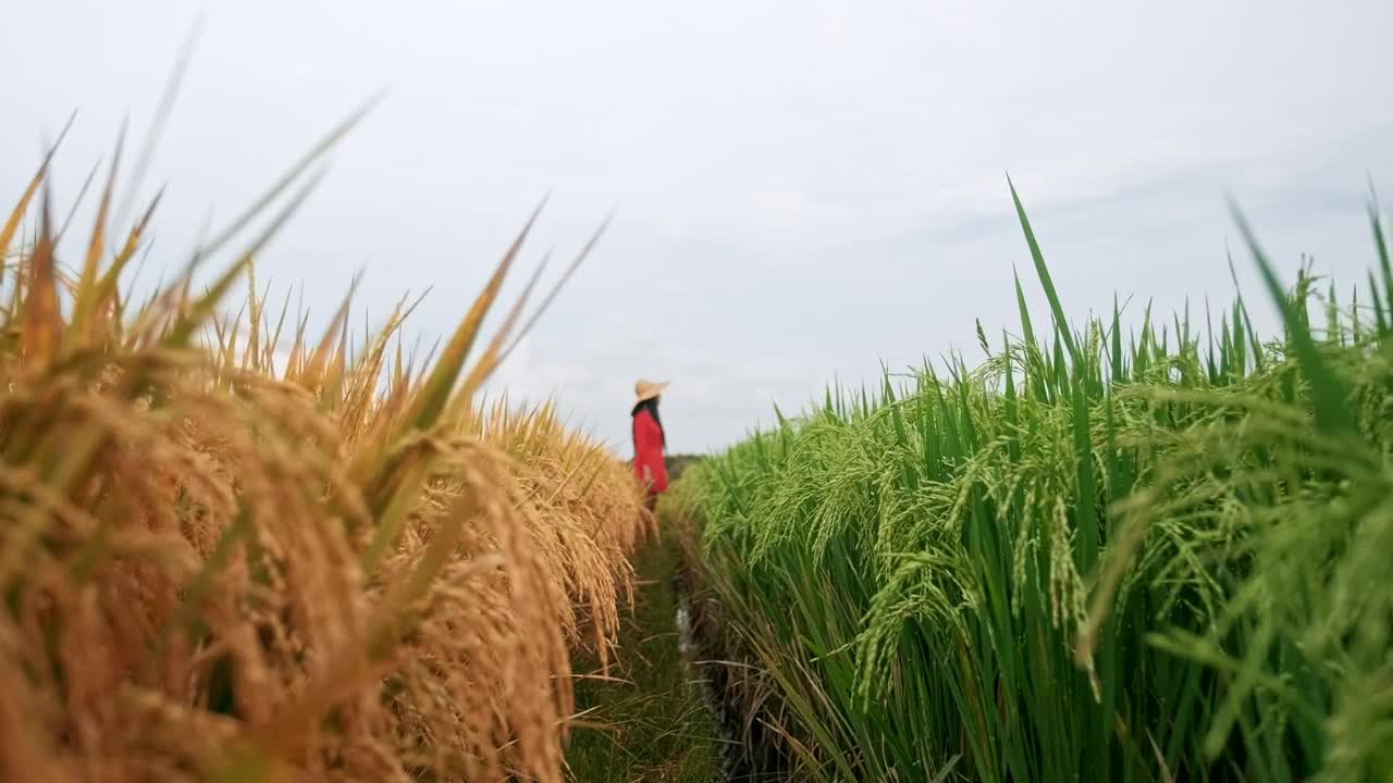 Free Stock Video Woman Looking At Farm Fields Live Wallpaper