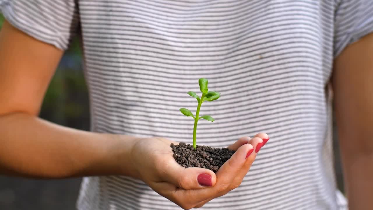 Free Stock Video Woman Holding A Small Plant In Her Hands Live Wallpaper
