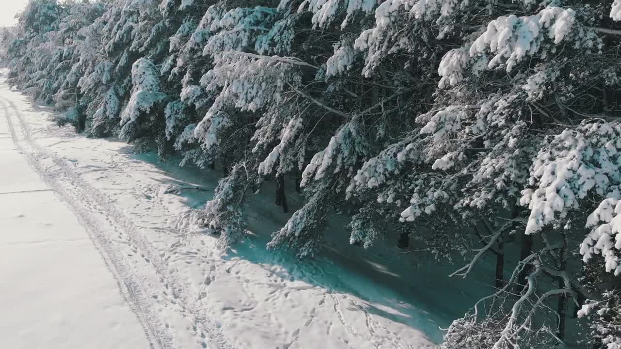 Free Stock Video Winter Pine Forest Covered In Snow Live Wallpaper