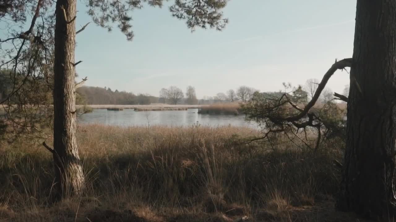 Free Stock Video Winter Forest With A Lake Live Wallpaper