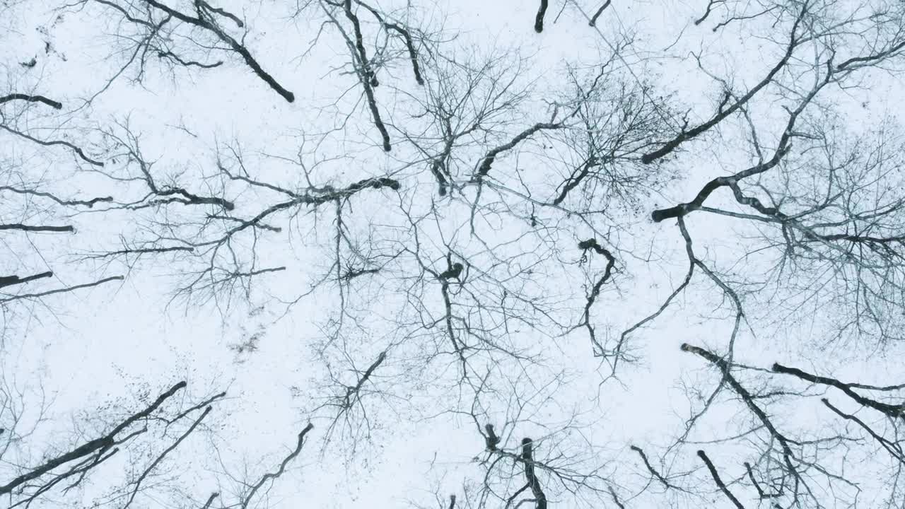 Free Stock Video Winter Forest From Above With Dry Trees Live Wallpaper