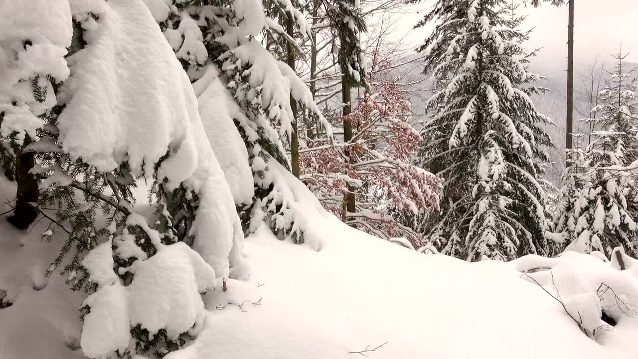 Free Stock Video Winter Forest Covered In Snow Live Wallpaper