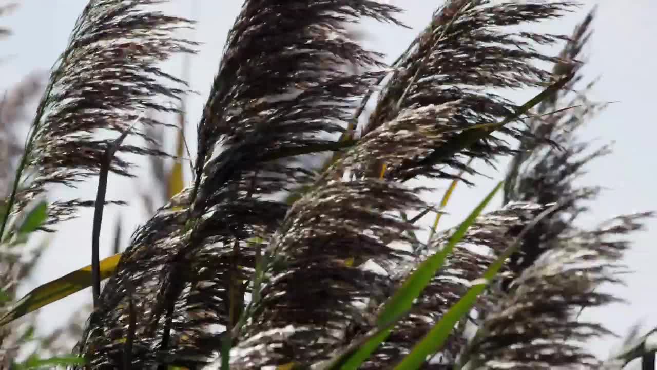 Free Stock Video Wind Moving Trees Live Wallpaper