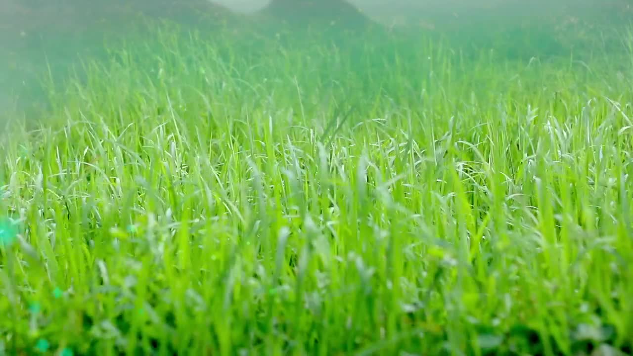 Free Stock Video Wind Moving The Green Leaves Of The Grass Live Wallpaper