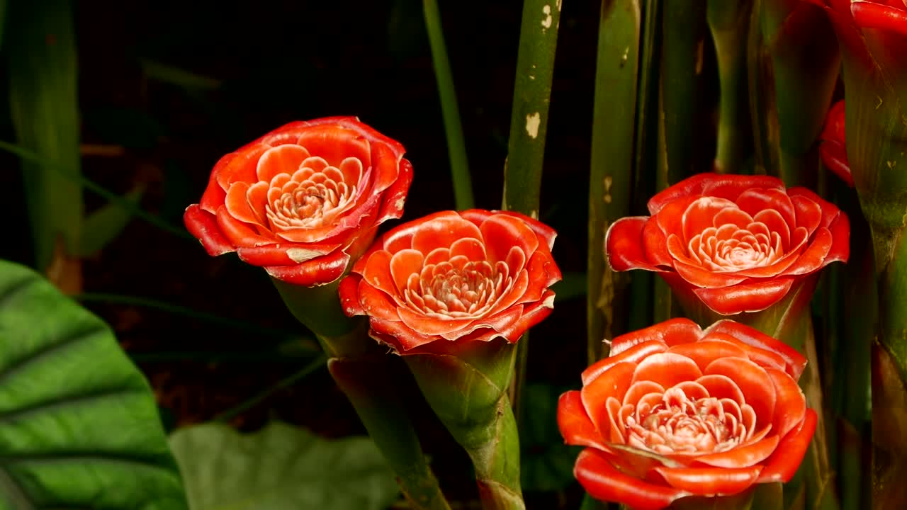 Free Stock Video Wild Orange Roses Live Wallpaper