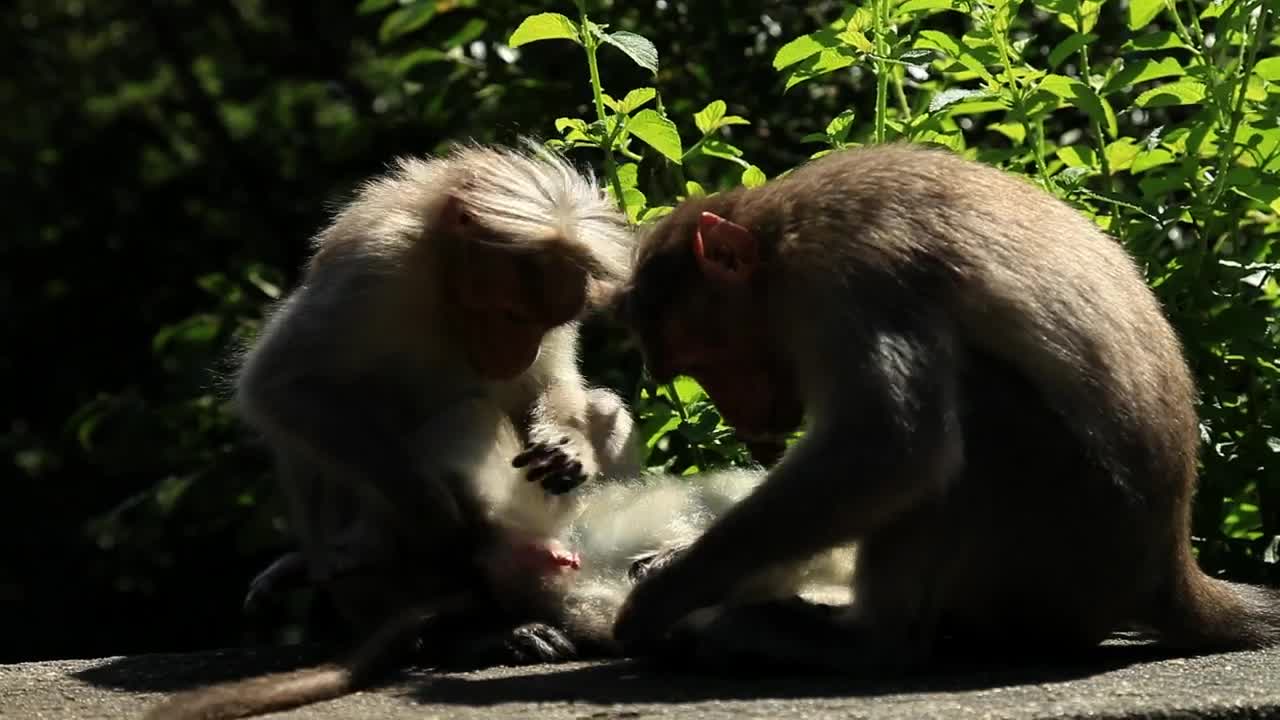 Free Stock Video Wild Monkey Family Live Wallpaper