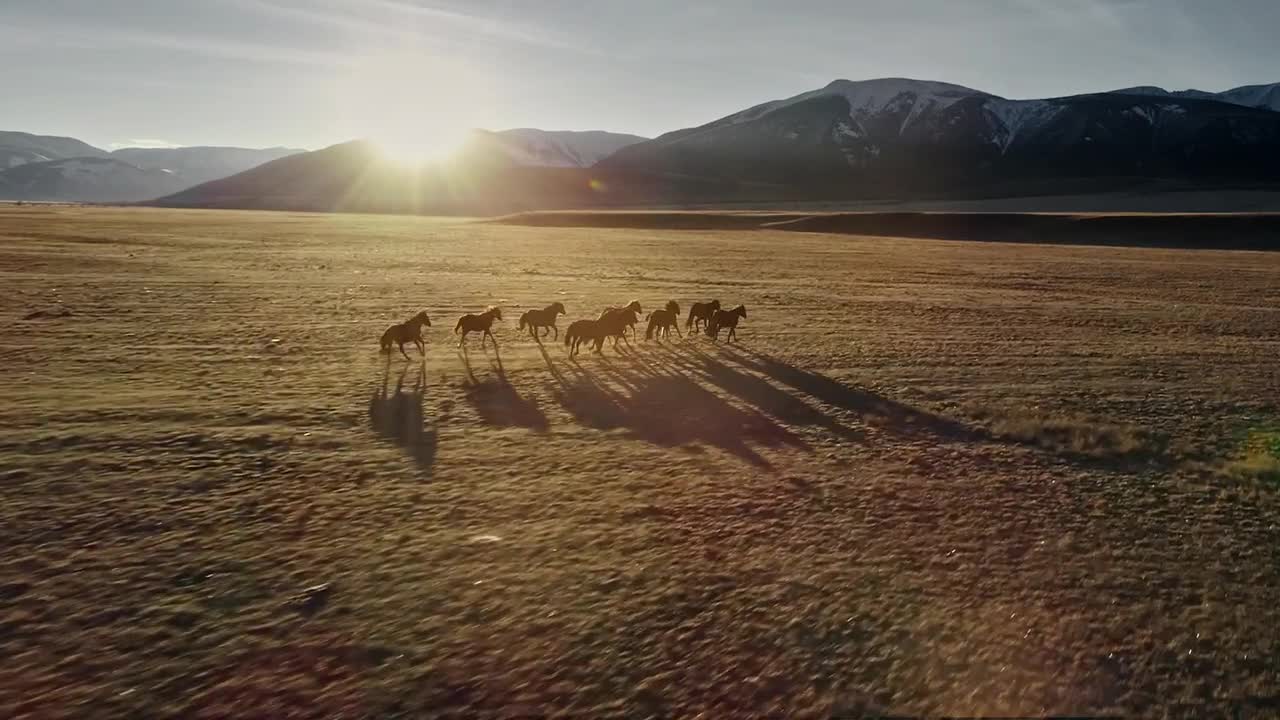 Free Stock Video Wild Horses Running In A Meadow Near The Mountains Live Wallpaper