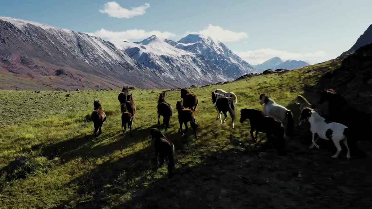 Free Stock Video Wild Horses Running Across The Meadow In The Mountains Live Wallpaper