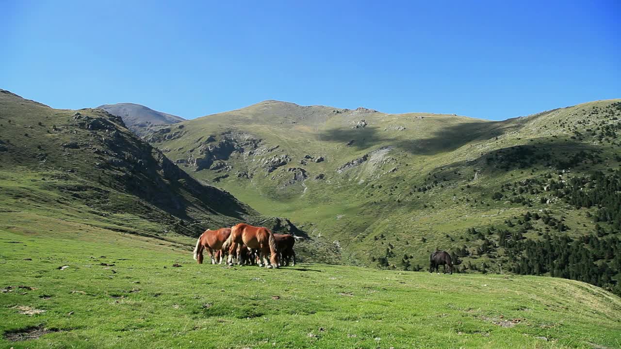 Free Stock Video Wild Horses Grazing In The Meadow Live Wallpaper