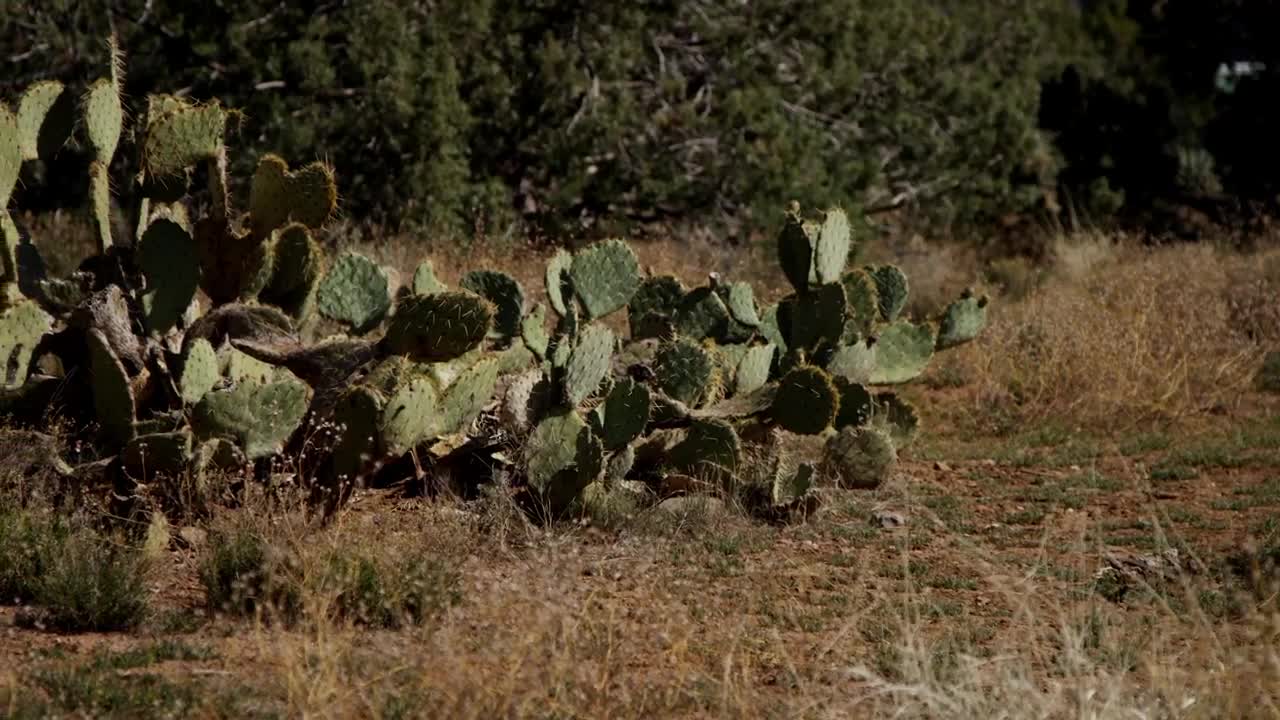 Free Stock Video Wild Cactus Plant On The Field Live Wallpaper