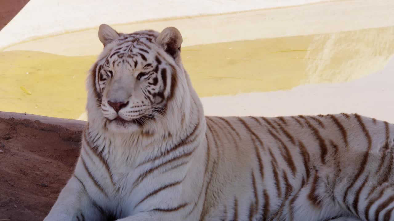 Free Stock Video White Tiger Chilling In The Shadow Live Wallpaper