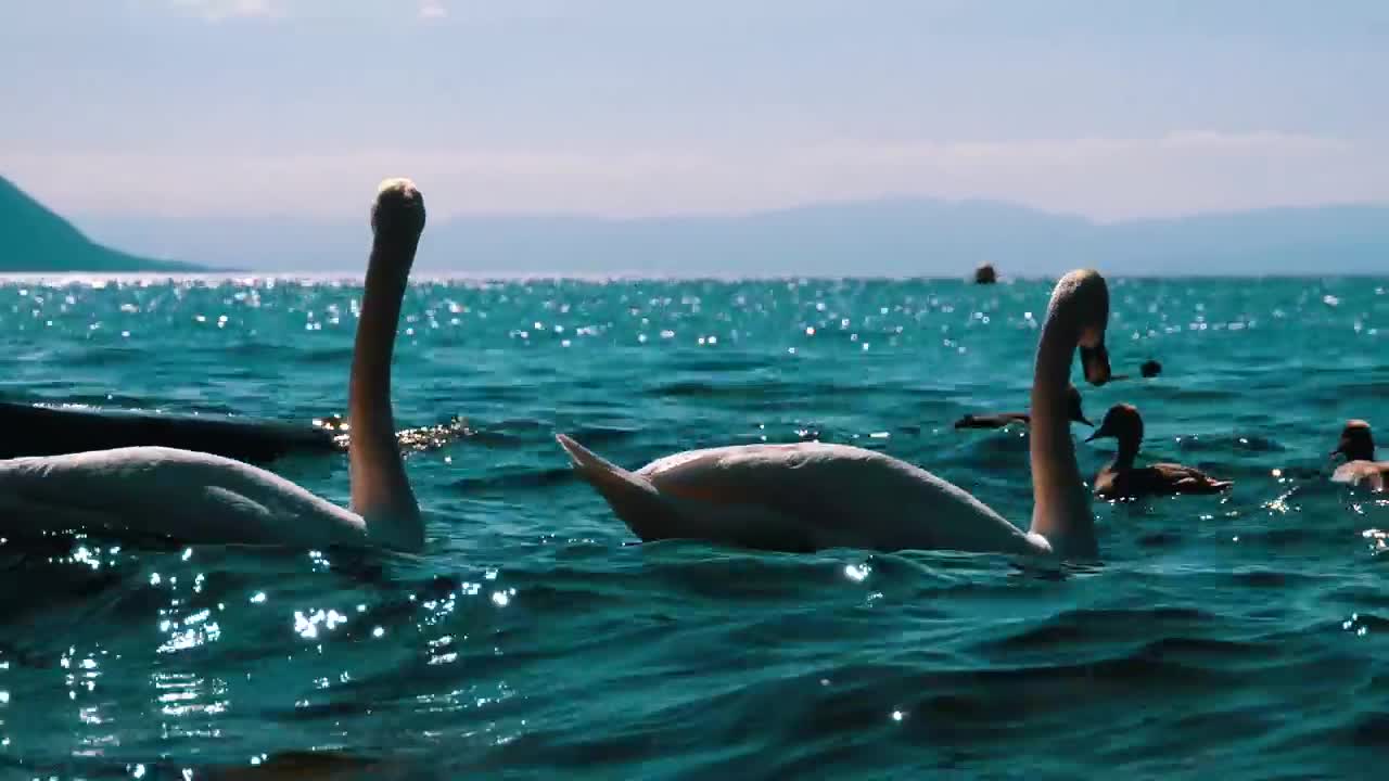 Free Stock Video White Swans And Ducks Swimming In The Lake Live Wallpaper