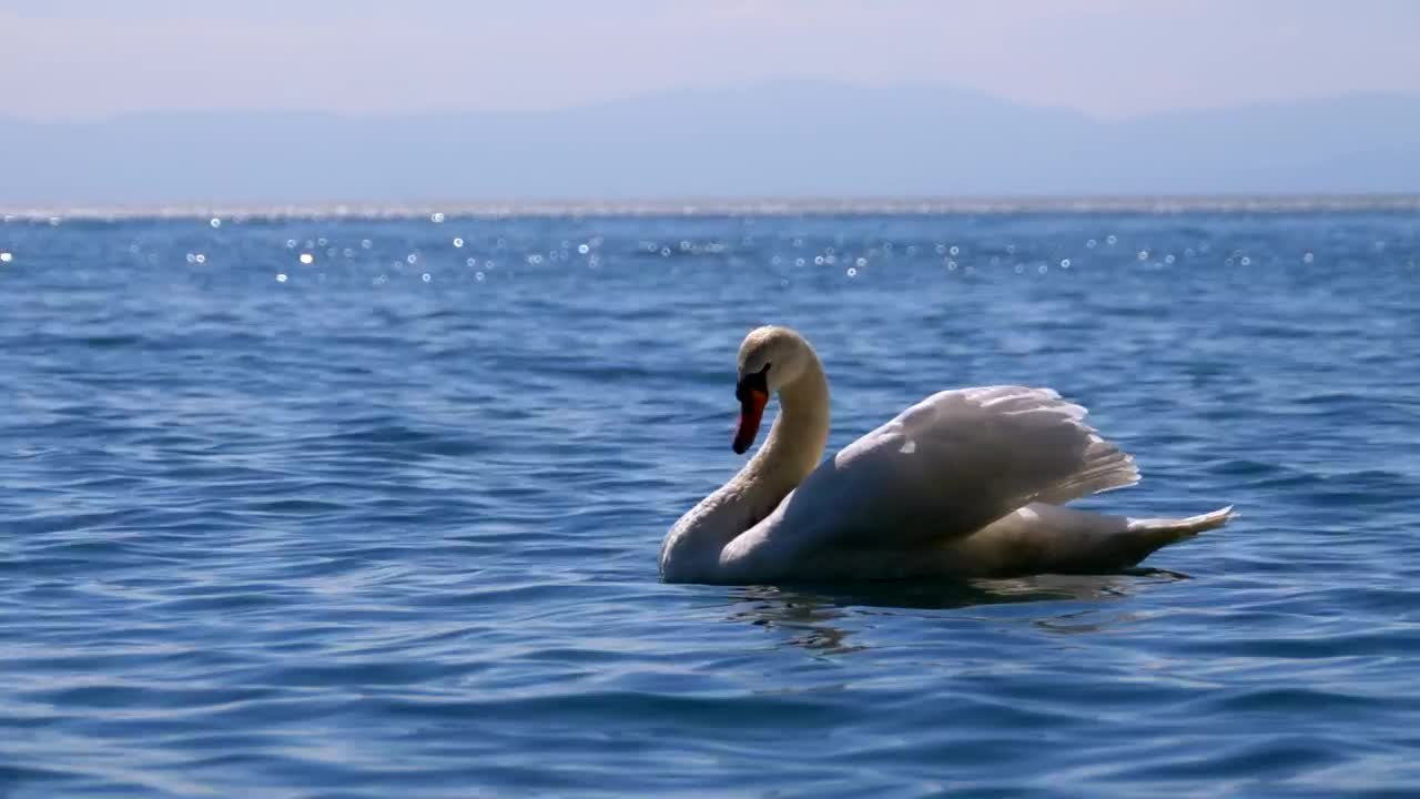 Free Stock Video White Swan Chilling On The Lake Live Wallpaper