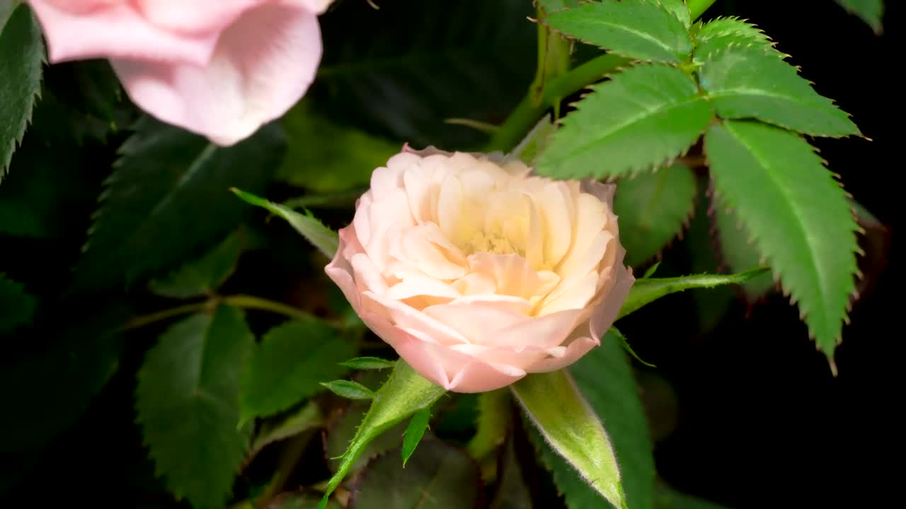 Free Stock Video White Rose Opening Its Petals On A Rosebush Live Wallpaper