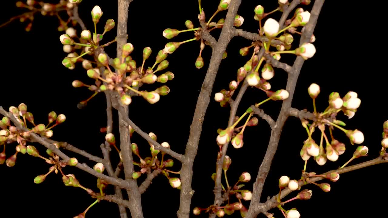 Free Stock Video White Flowers Sprouting From The Branches Of A Tree Live Wallpaper