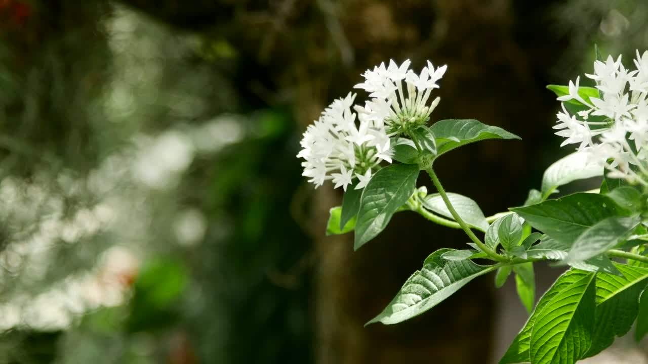 Free Stock Video White Flowers In A Garden With Butterflies Live Wallpaper